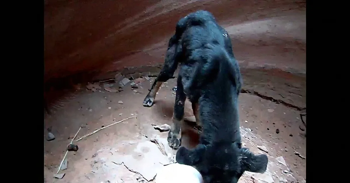 A large, dark, furry creature with a long tail stands amidst debris and dirt, appearing to be in a cave or rocky area.