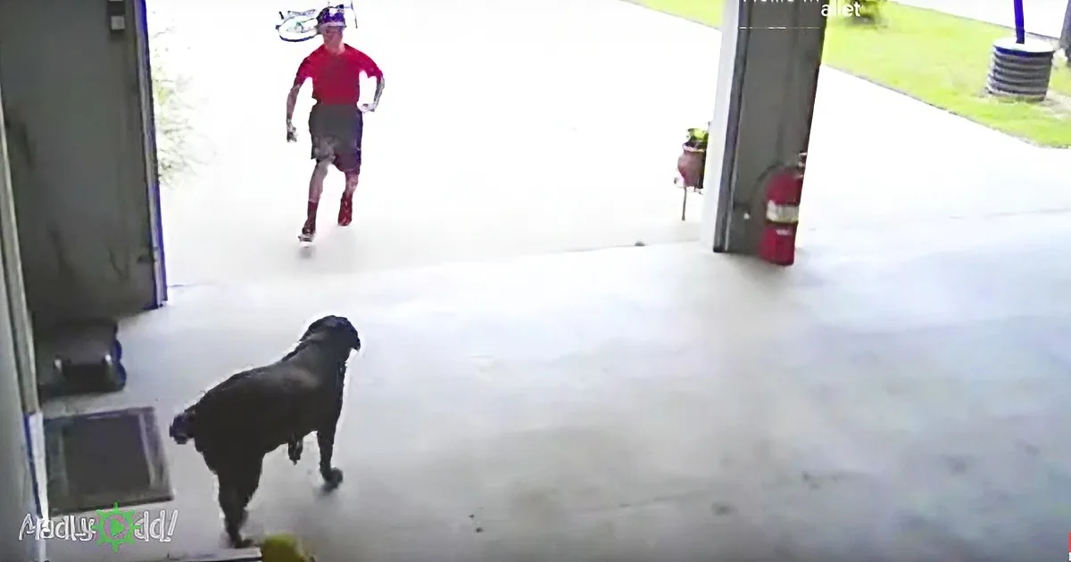 Camera Catches Boy Sneaking Into Garage. Now Watch That Big Dog...