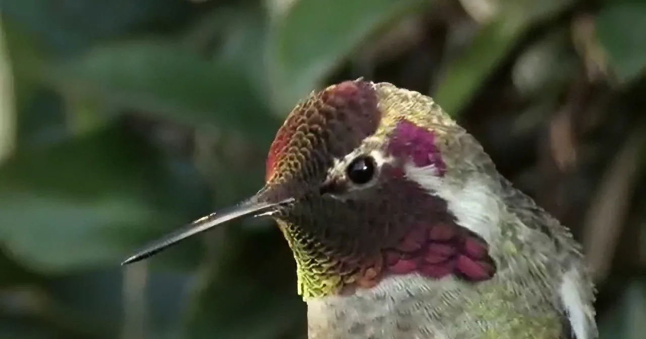 A hummingbird with vibrant purple and green plumage perches amidst blurred green foliage.