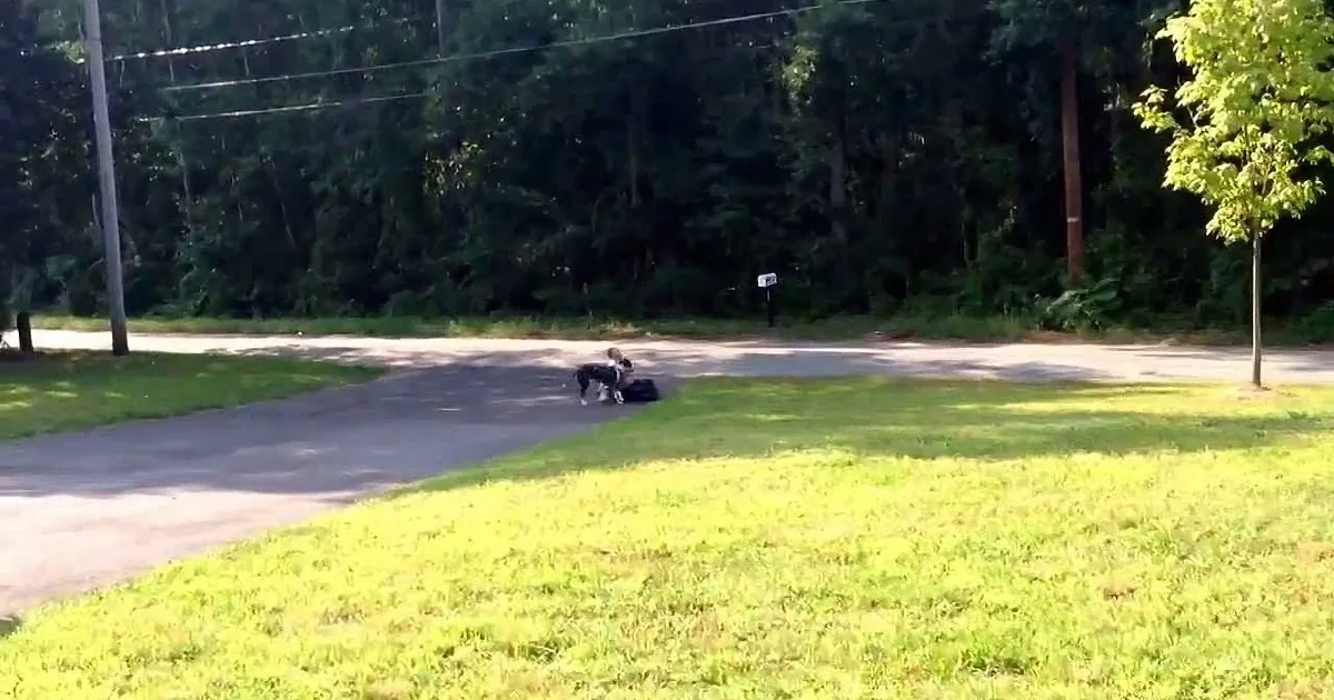 Two dogs playfully interact on a grassy lawn near a road with trees in the background.