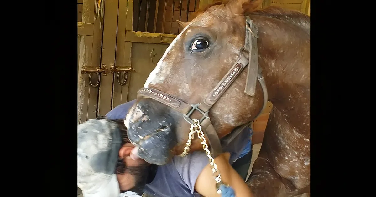 A horse wearing a halter and being groomed by a person holding a brush.