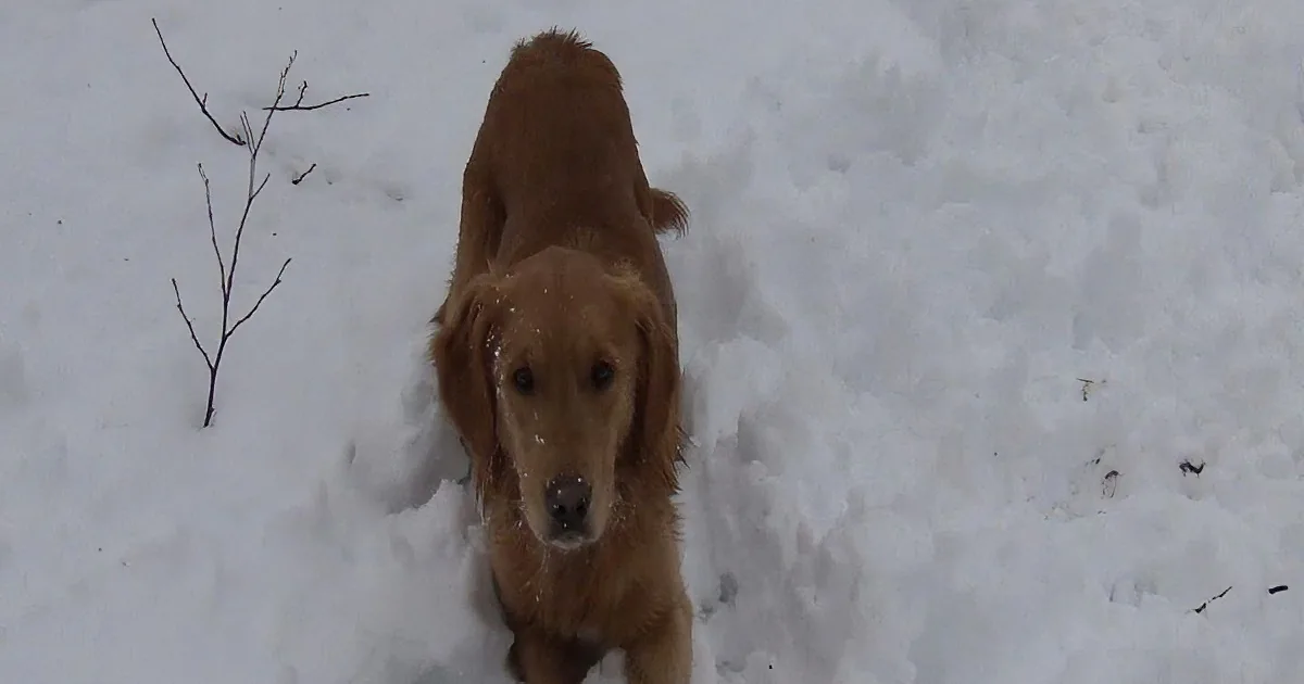 A golden retriever stands in the snow, looking up with a curious expression.