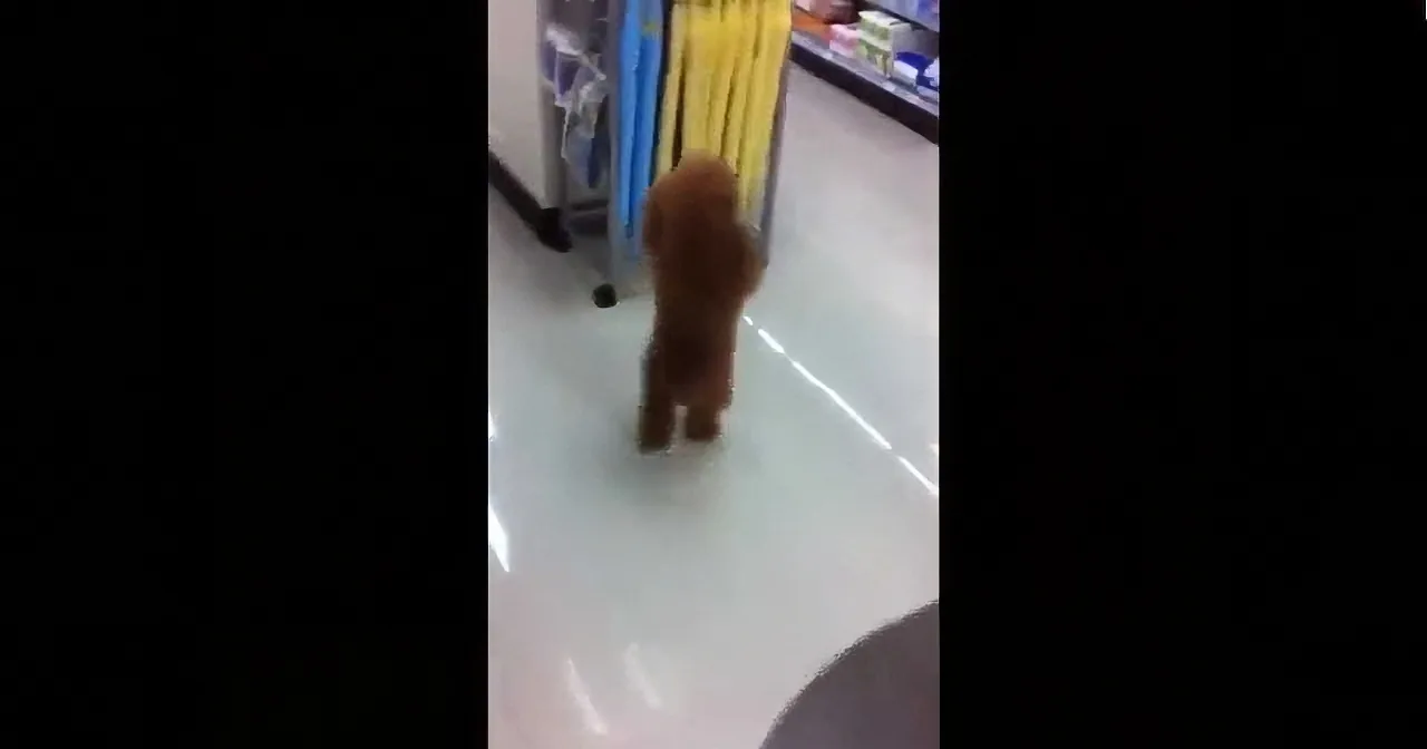 A small brown dog stands on its hind legs in a store aisle, looking up.