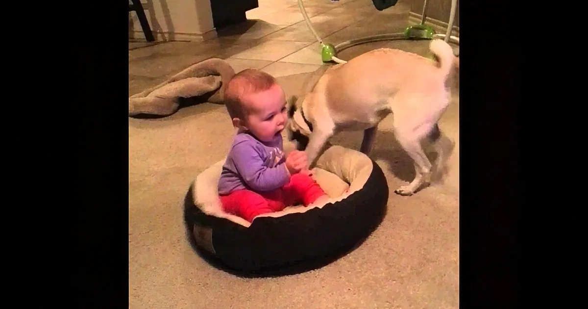 A baby sits in a beanbag, reaching out to a dog sniffing nearby.