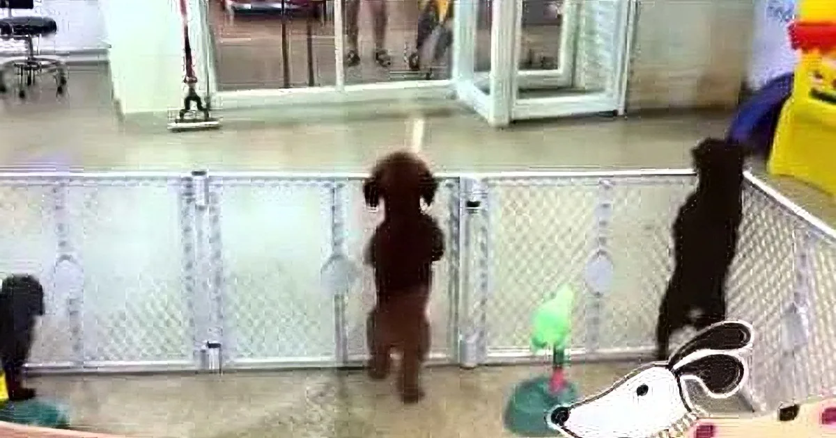 A small brown dog stands on hind legs in a fenced area, surrounded by toys and a person in the background.