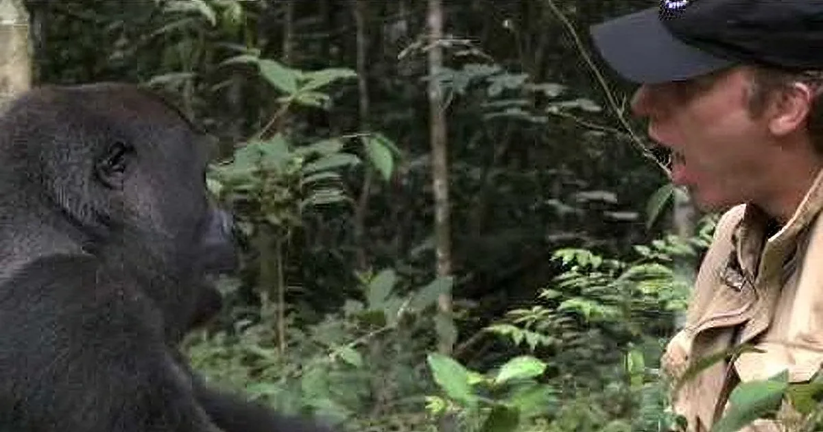 A man in a hat interacts with a gorilla in a lush forest setting.