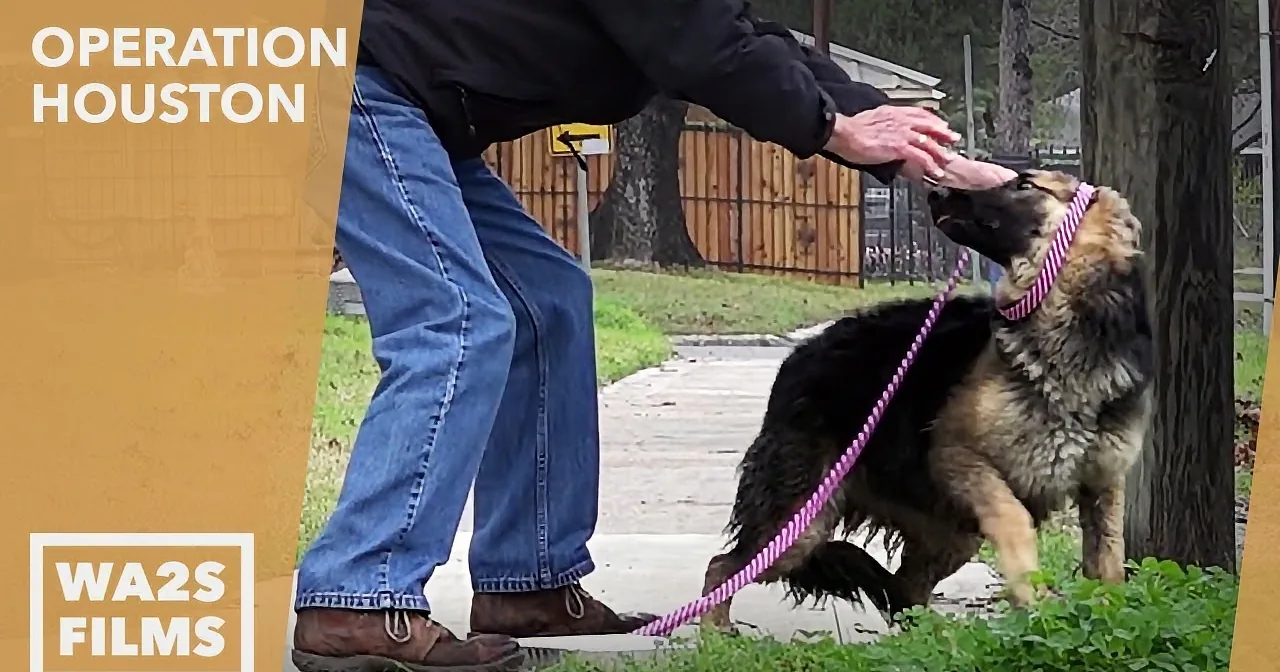 A man pets a German Shepherd on a leash in a park setting.