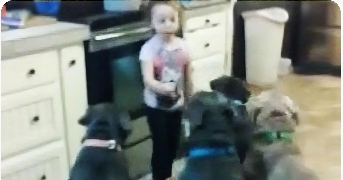 A child stands in a kitchen with two dogs, one wearing a pink collar, the other a green one.