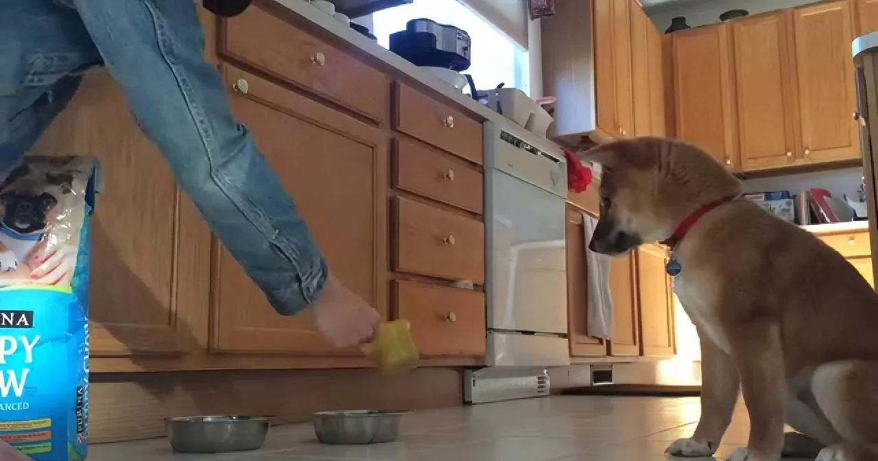 A puppy sits on kitchen floor as a person opens a bag of dog food.