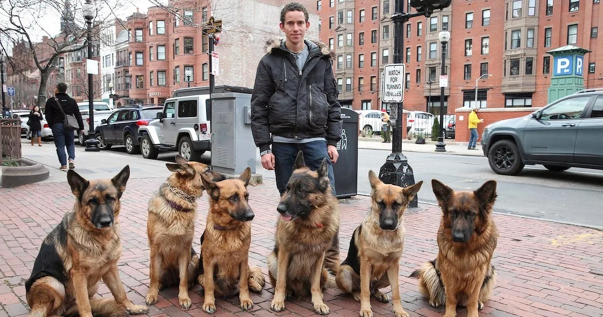 A man stands with multiple German Shepherd dogs in a city setting, creating a humorous collage effect.