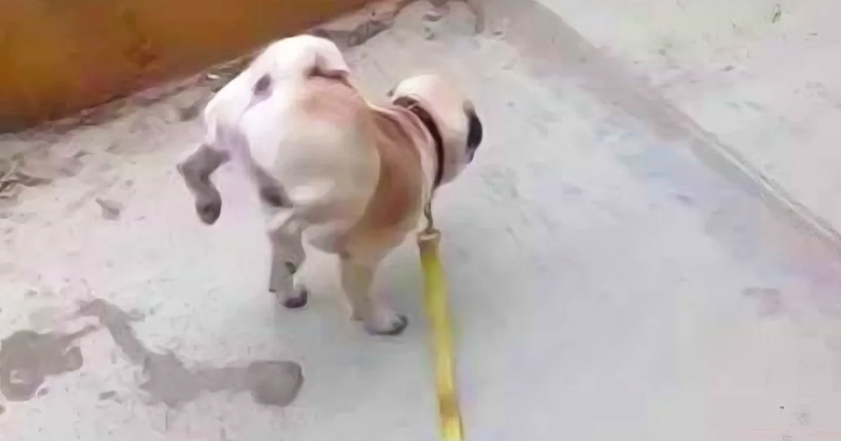 This Pug Was Going to the Bathroom. but Then the Dog Lifted Both His Legs? What?
