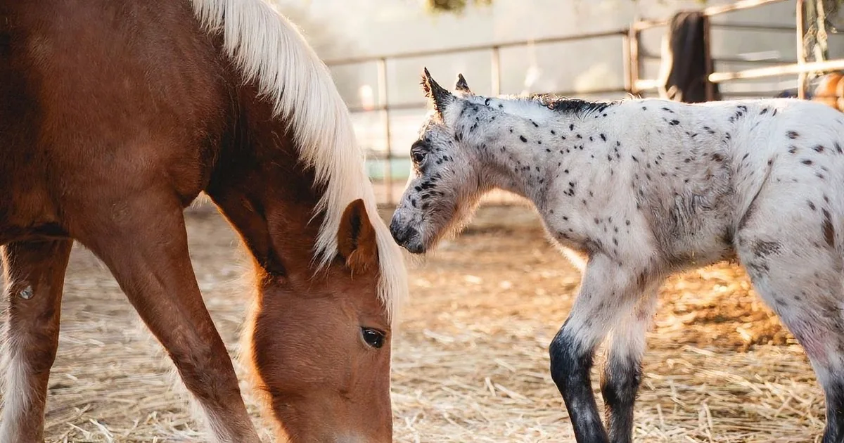 A brown horse and a white spotted foal stand together on straw, with the foal nuzzling the horse.