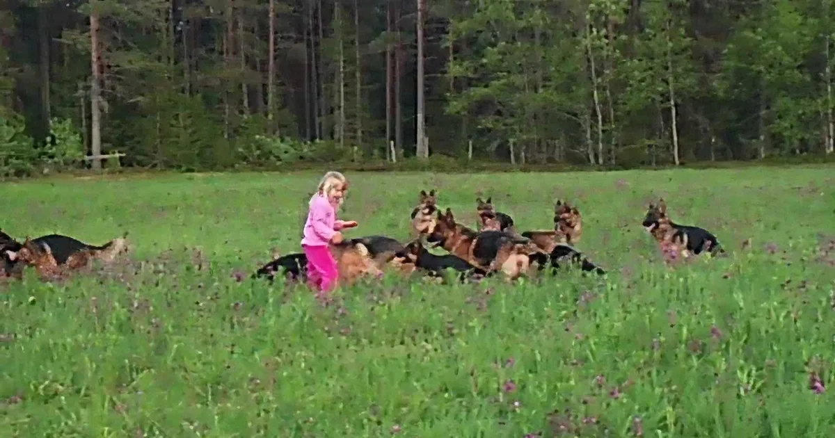 A woman in pink runs through a field of grass with German Shepherds, surrounded by trees.