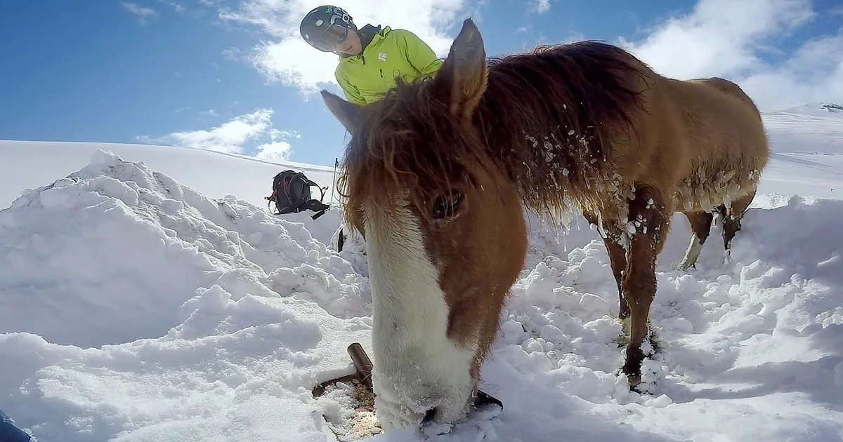 A horse stands in snow, eating hay, with a person in a green jacket and helmet in the background.