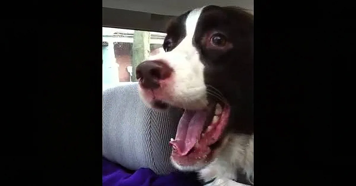 A black and white dog with its tongue out, looking to the side, sitting on a purple blanket.
