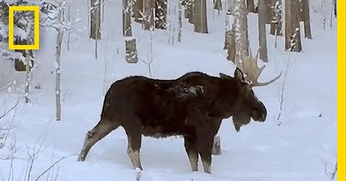 This Shocked Family Saw a Huge Moose Outside Their Window. but Keep an Eye on His Antlers