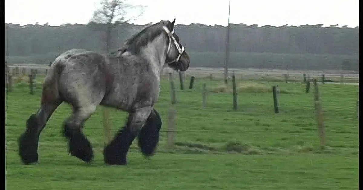 A majestic gray horse with a white blaze and black mane and tail trots across a lush green field.