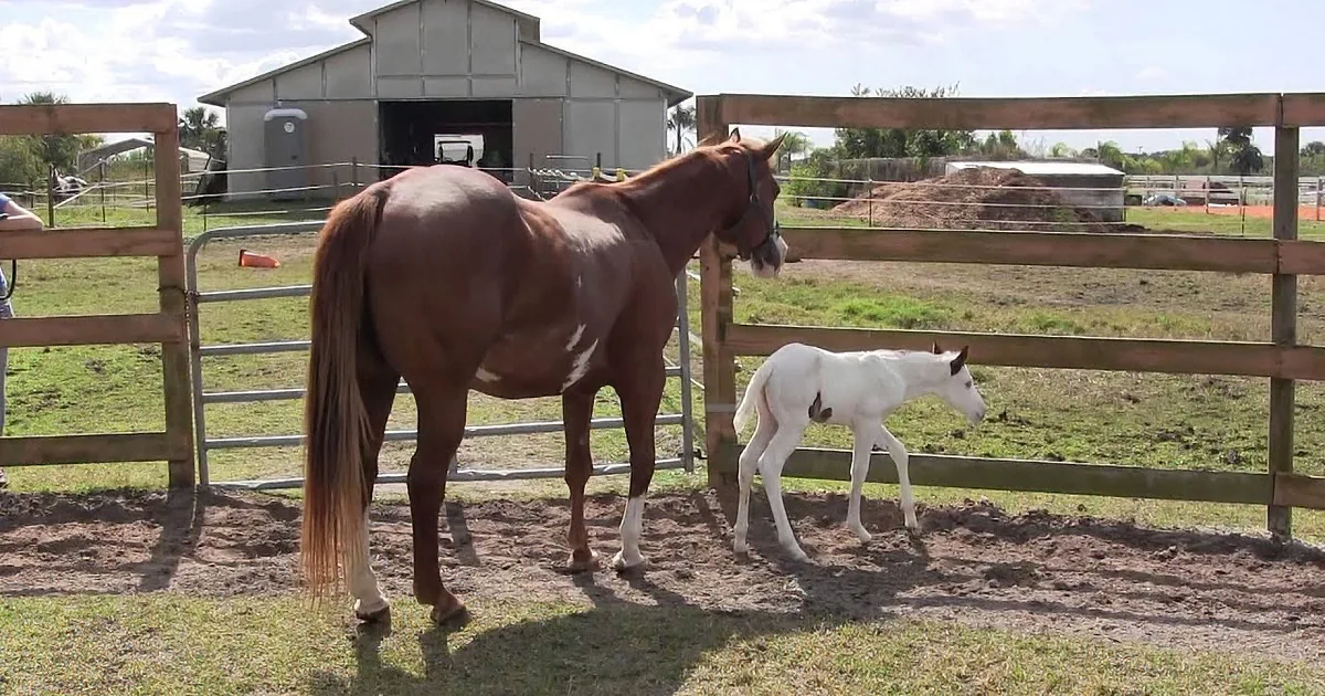 A brown horse and its white foal stand in a fenced paddock near a barn on a sunny day.