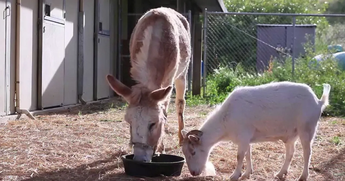 This Sad Goat Wouldn''t Eat Anything for Days. but When His Best Friend Came to See Him? I Broke Down!