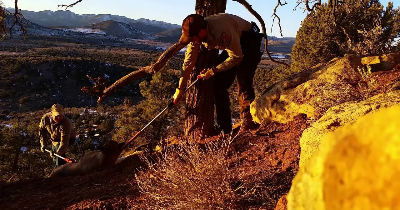 A park ranger in uniform uses a tool to clear debris on a hillside under golden sunlight.