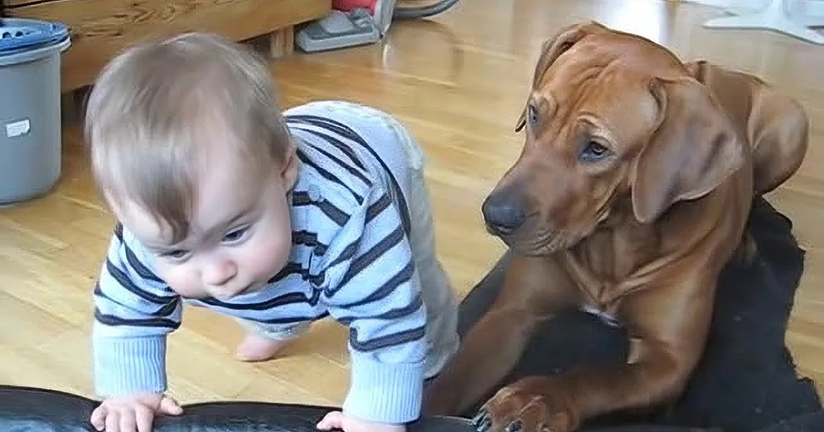 A baby in a striped shirt is crawling on a black mat, looking at a large brown dog sitting nearby.