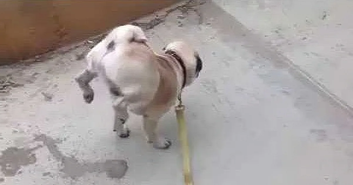 A pug dog wearing a harness stands on a concrete surface, looking down.