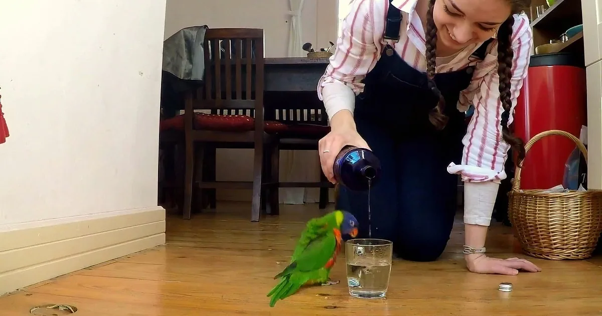A person pours water into a glass while a parrot drinks from it on a wooden floor.