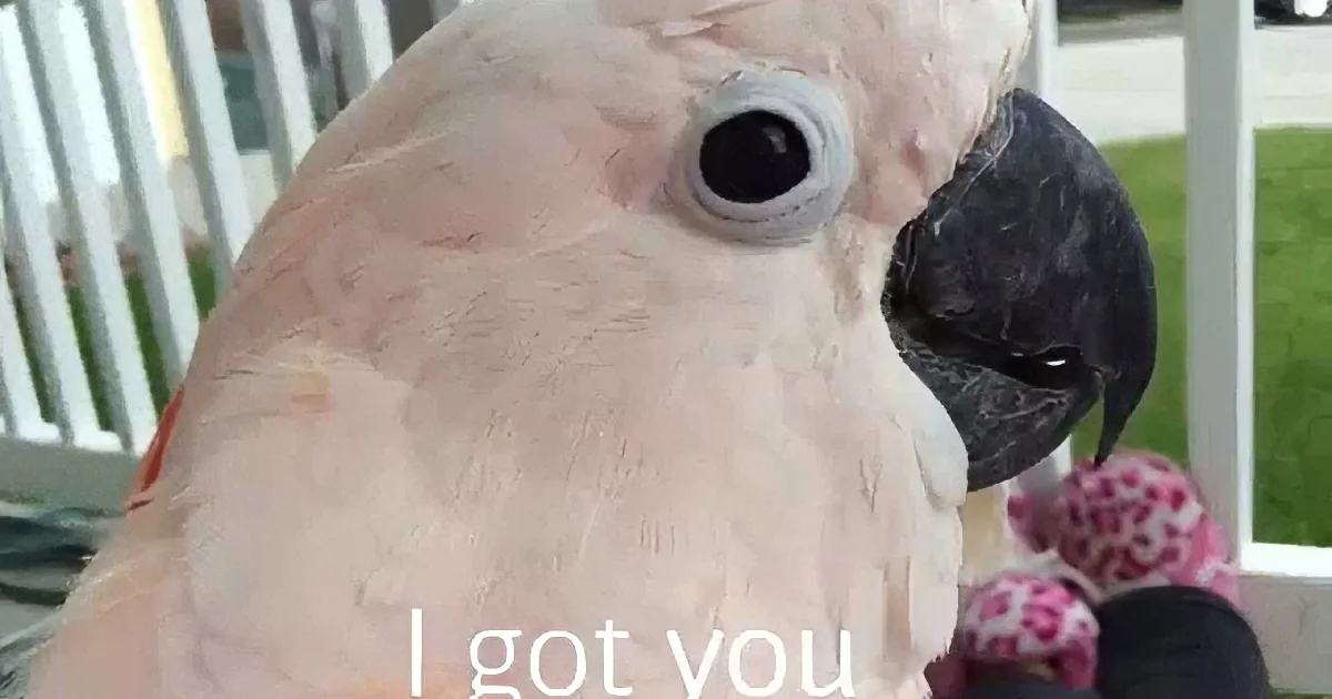 A close-up of a pink cockatoo holding a pink toy, with "I got you" text overlaid.