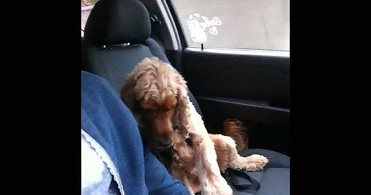 A fluffy brown dog sits in a car seat, looking down with its head slightly tilted.