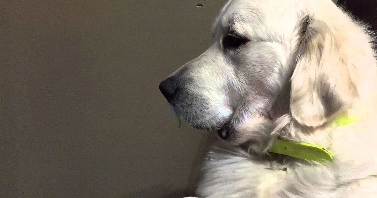 A white dog with a green collar is lying down, looking to the side.