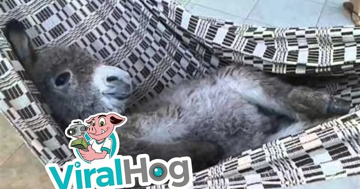 A cat is lying on a checkered blanket, appearing to be asleep or resting.