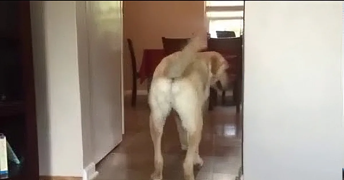 A dog sits at a table with red tablecloth, looking towards the camera, surrounded by a room with tiled floor and white walls.