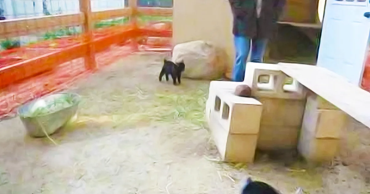 Adorable 8-Day-Old Pygmy Goats Do Their Happy Dance. so Unbelievably Cute, I Can''t Even Handle It!