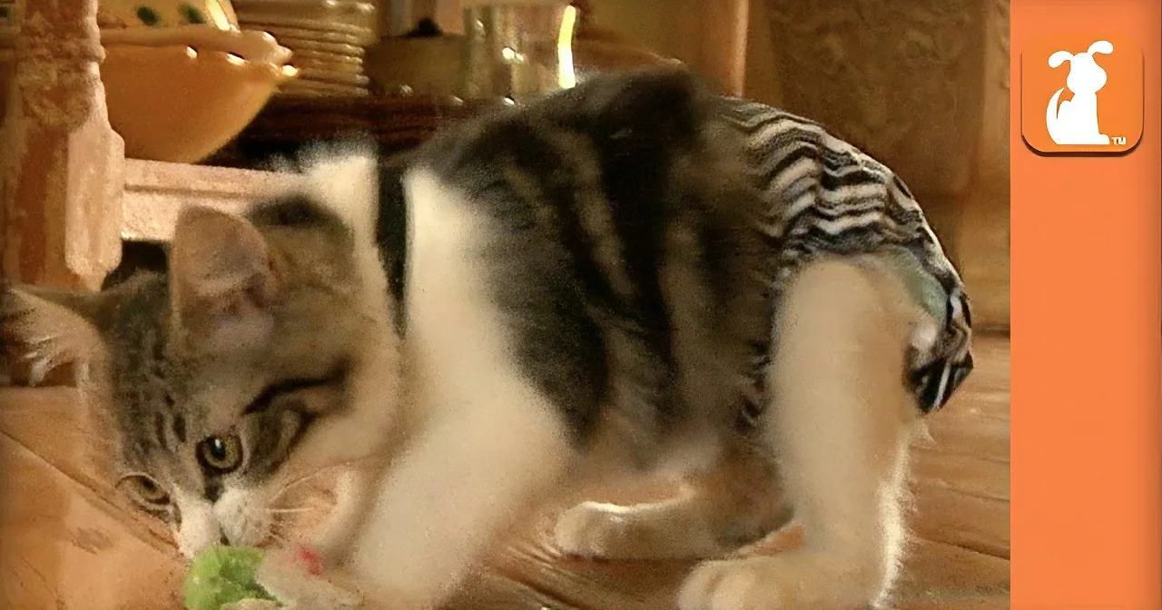 A playful cat in a striped shirt is interacting with a toy on a wooden floor.