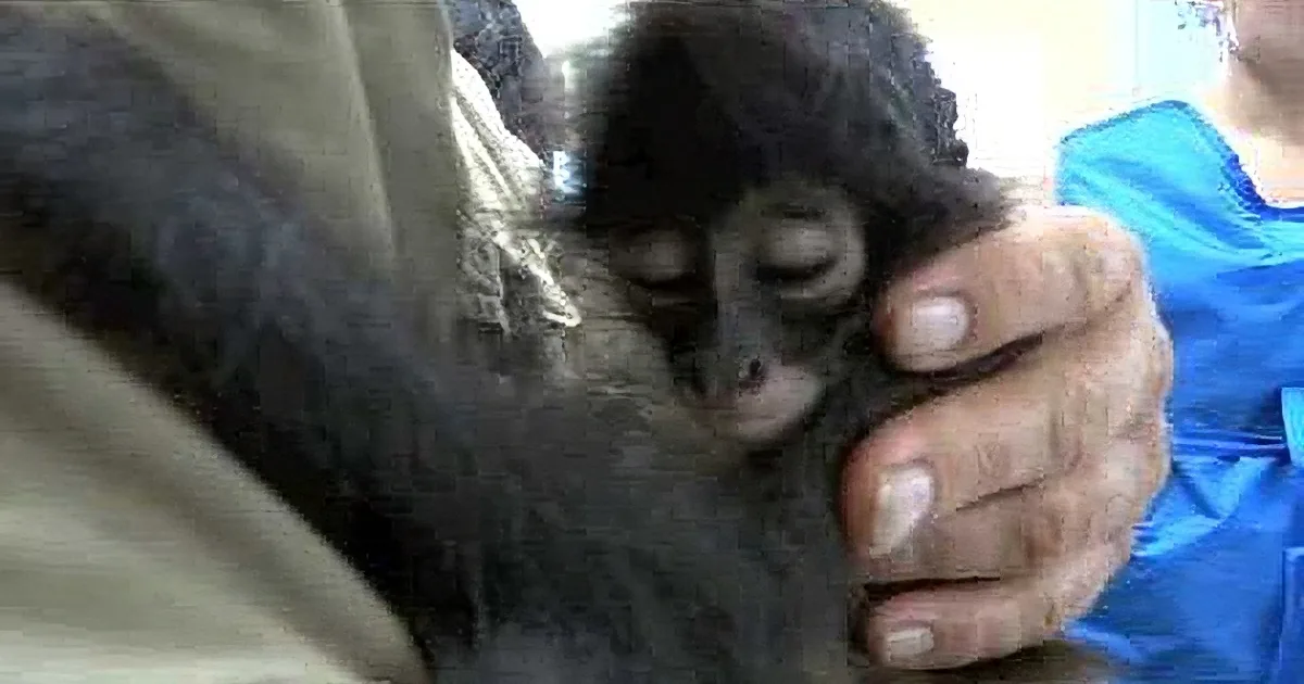 A small, dark-furred baby monkey being held gently by a person in a blue shirt.