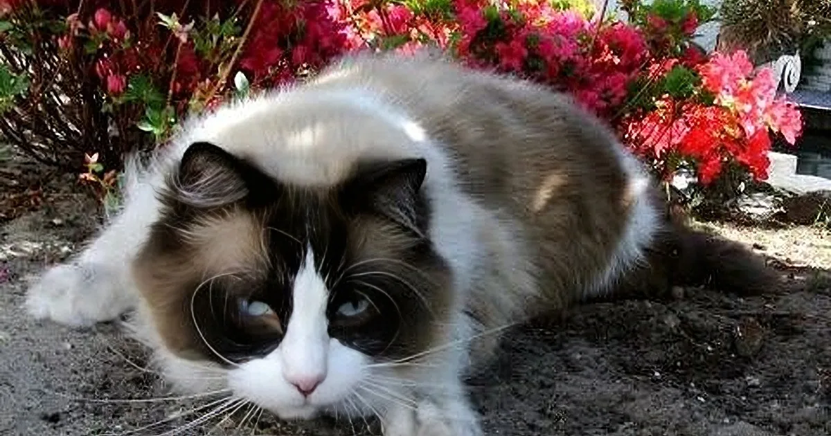 A fluffy cat with a white face and dark markings lies on the ground amidst vibrant pink and red flowers.
