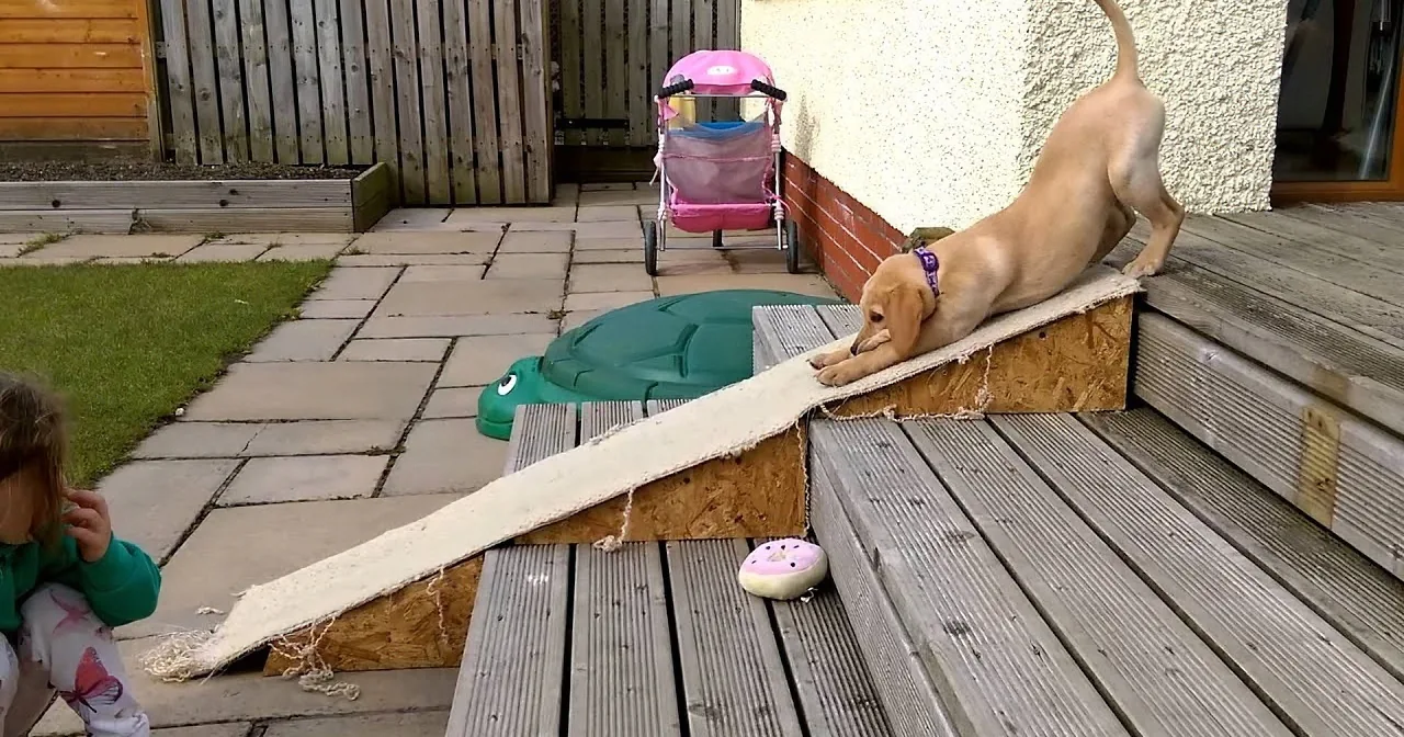 A dog climbs a makeshift ramp while a child watches nearby on a patio.
