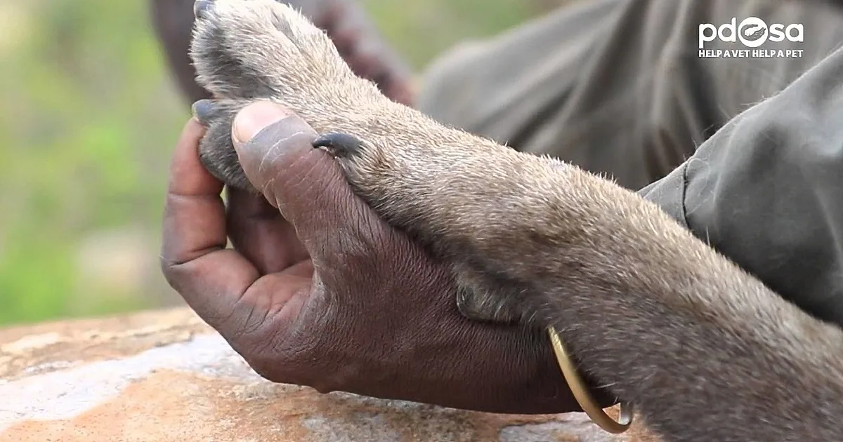 A person holds a dog's paw, examining it closely, with a blurred background and a logo in the corner.