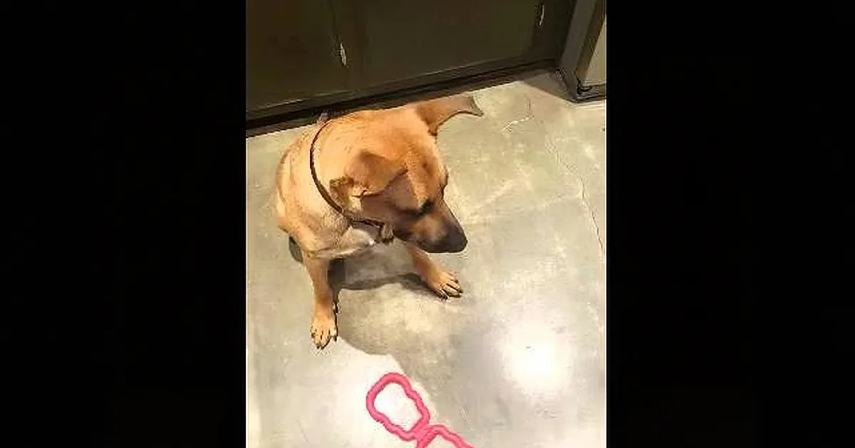 Delicate Little Bird Almost Eaten by Huge Dog. Help! You Will Not Believe What Happened Next!