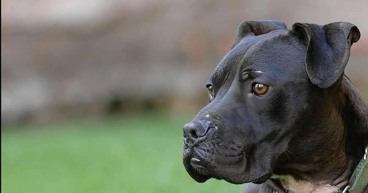 Who Survives Michael Vick''s Fighting Ring? Woof. Get the Tissues out - You Will Howl Be Howling.