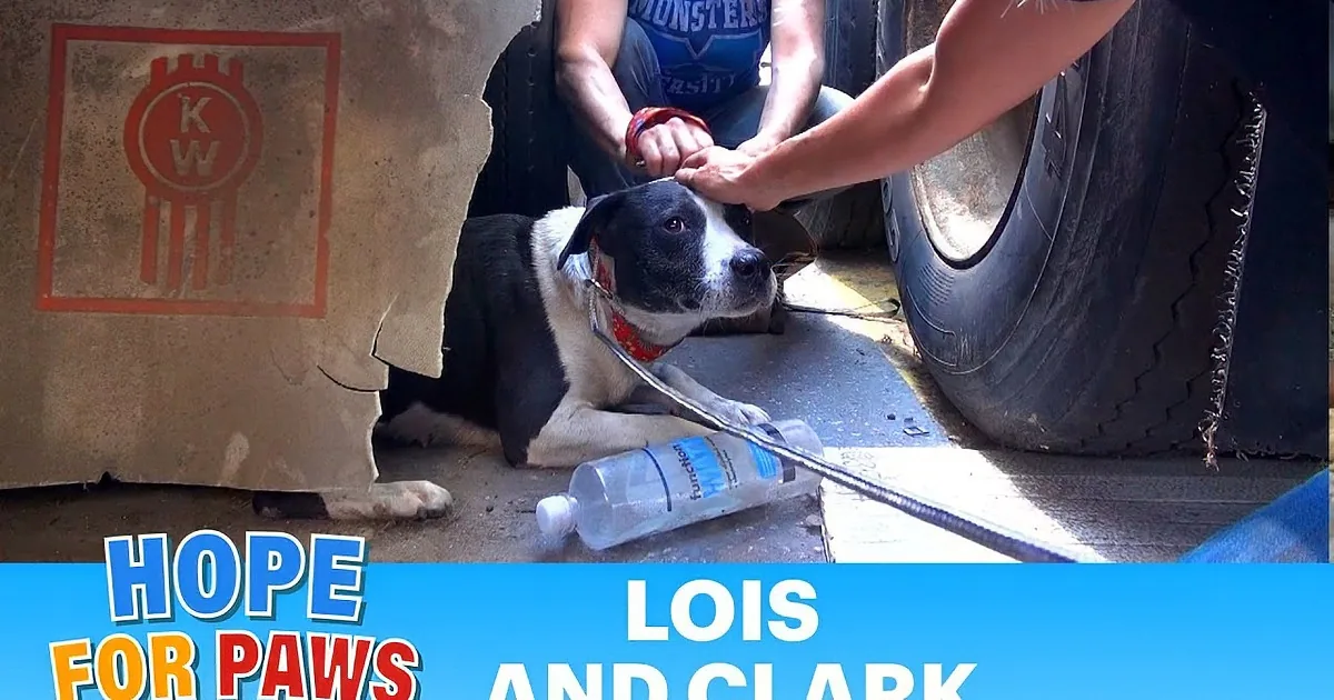 Homeless Dogs Scared of Being Rescued. See What Happens. This Is Just so Adorable. Let the Tears Flow. OMG!