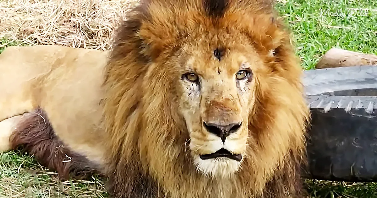 Abused Circus Lions Spent Years in Tiny Cages Get Rescued, Rehabbed, and Returned to the Wild