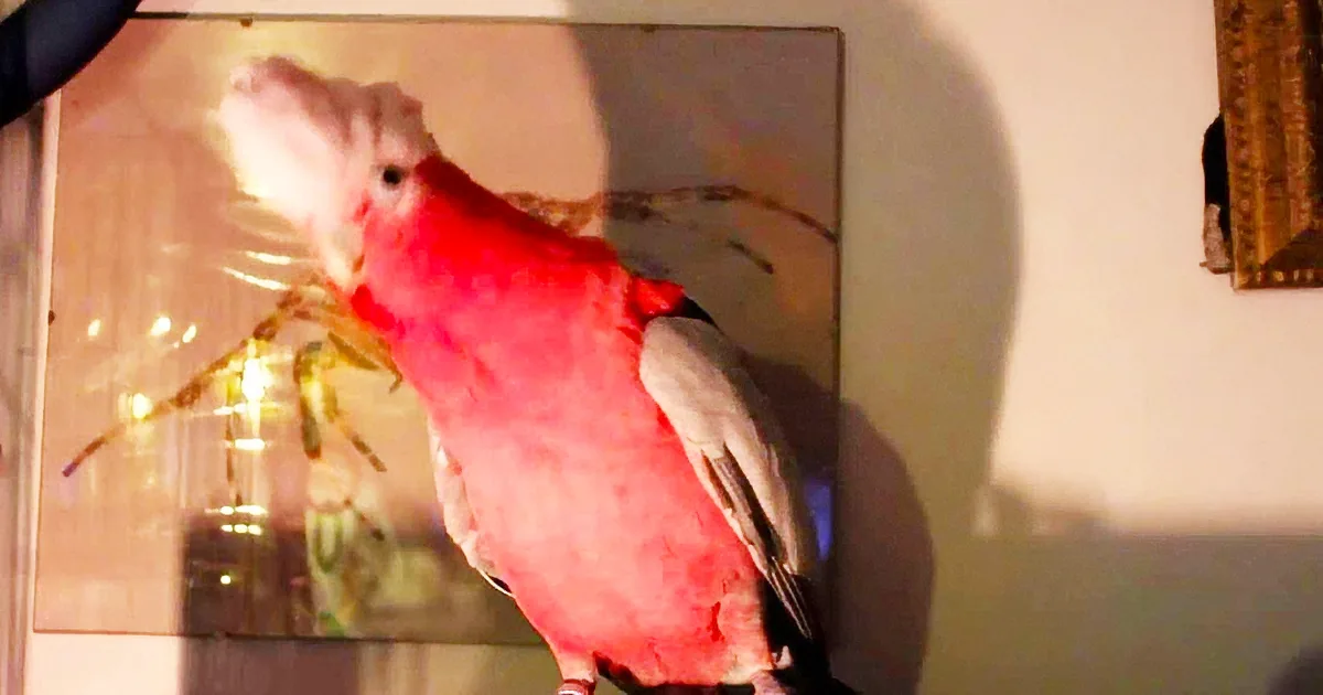 A pink cockatoo perches on a branch, its feathers glowing brightly against a softly lit background.