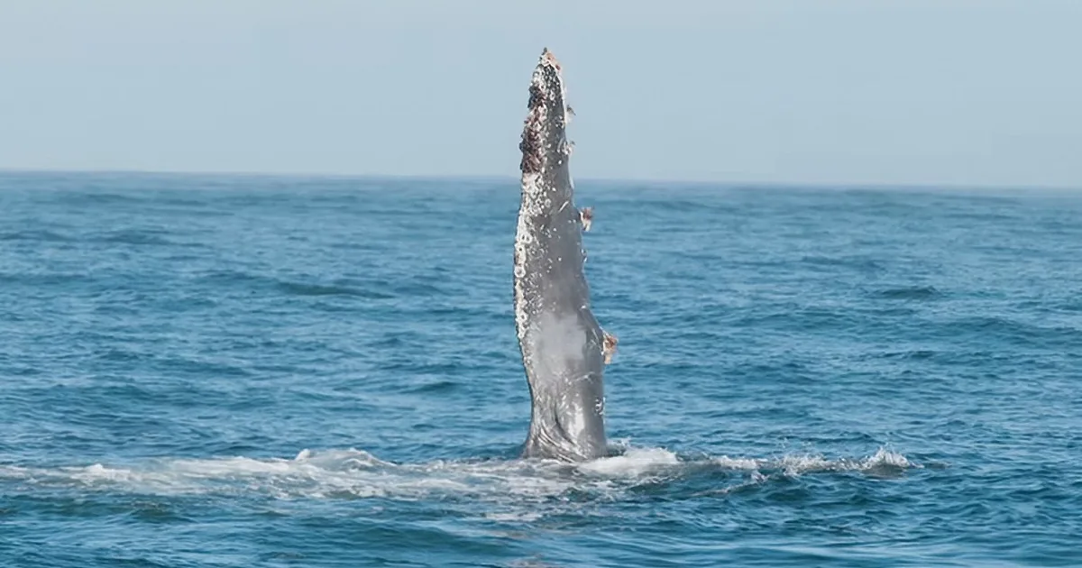 This Poor Whale Was Entangled in a Fishing Net. Now Watch How She Thanks Those Humans Who Save Her