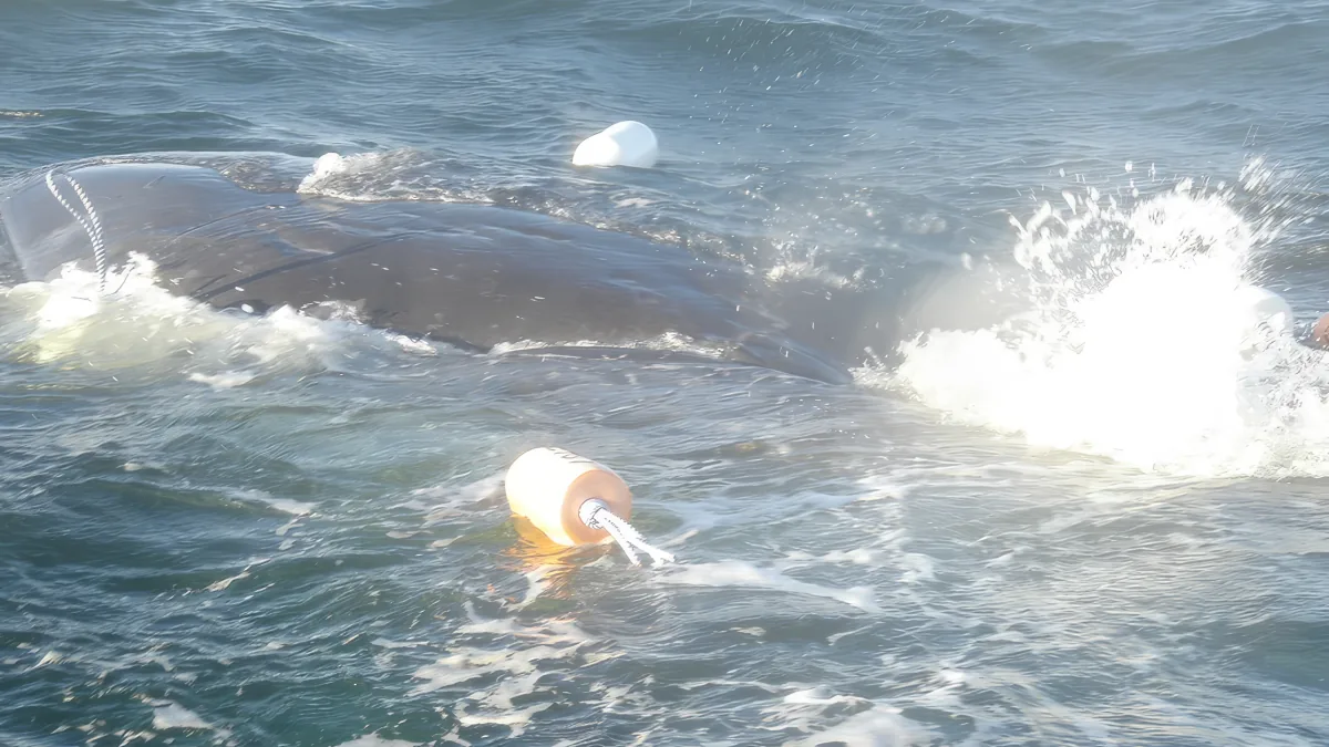 A whale is partially submerged in the ocean, with a buoy nearby and water splashing around.
