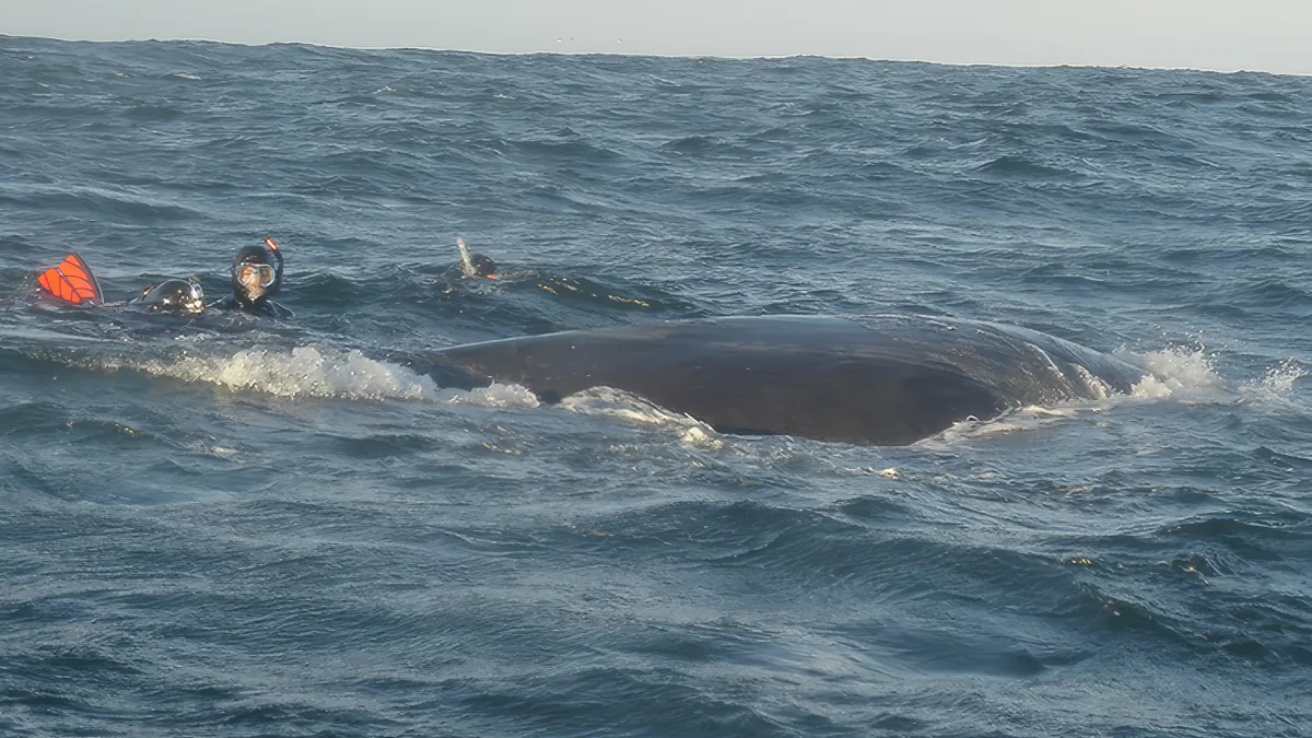 A whale surfaces near two snorkelers in the ocean, creating a splash.