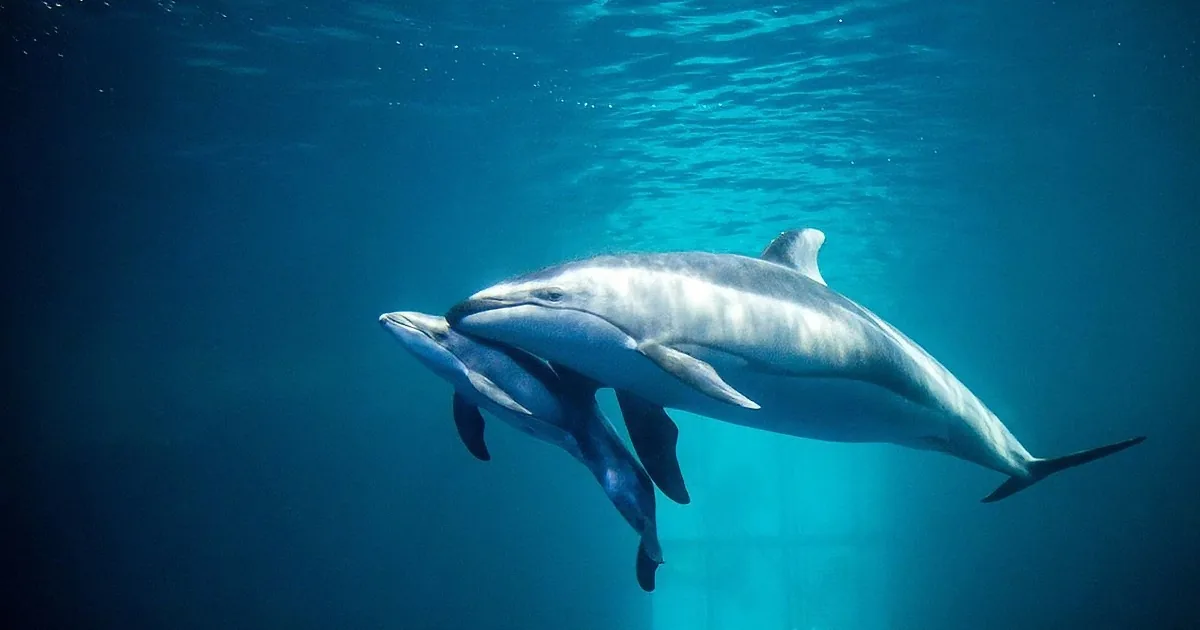 A pod of dolphins swims gracefully underwater, illuminated by sunlight filtering through the deep blue ocean.