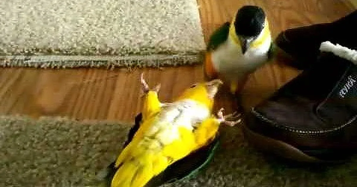 A yellow and black bird perches on a shoe, interacting with another bird on the ground.