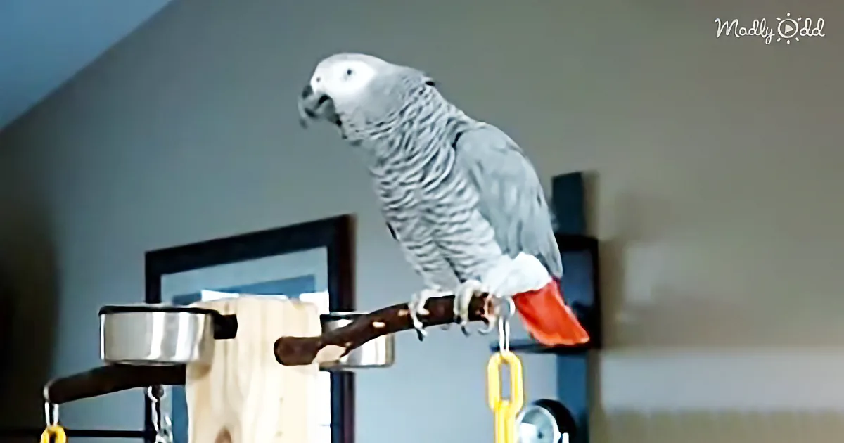 Larry the Parrot Dials an Imaginary Phone Number, but It Is What He Says It That Cracked Me Up