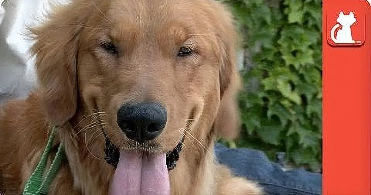 A golden retriever with a green harness and tongue out, looking directly at the camera.